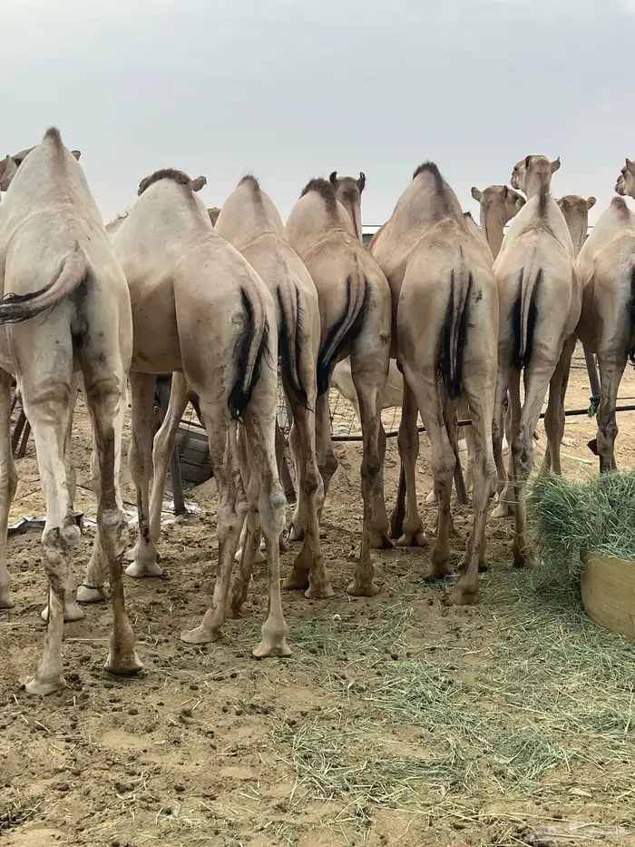 قعدان مفاريد كفو للبيع أتواصل 9