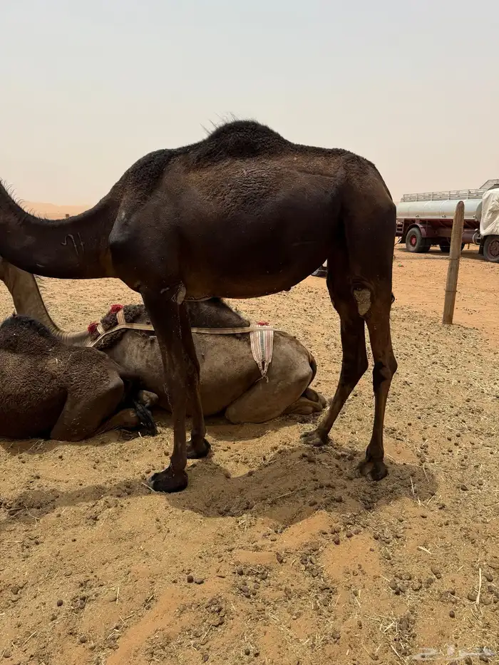 بكره قصب 3