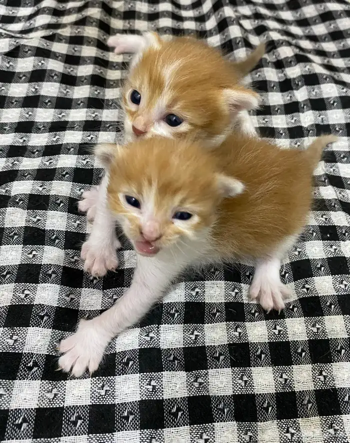 قطط تبني 2