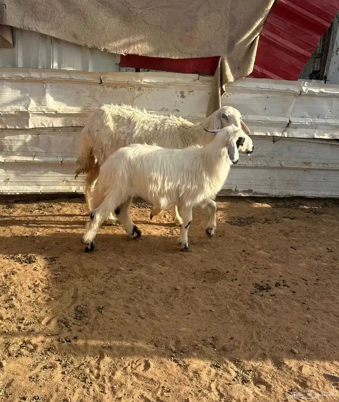نجعه صفراء متبع للبيع 3
