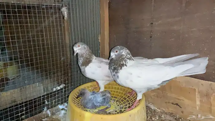 للبيع حمام باكستاني 4