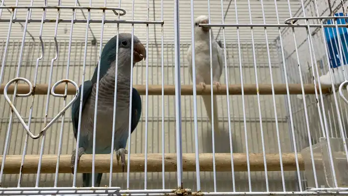 جوز كويكر منتج ( تم البيع ) 0