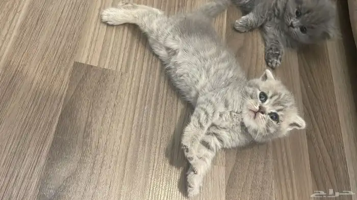 قطط سكوتش 3