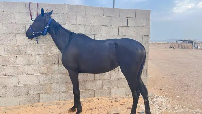 فرس للبيع 3