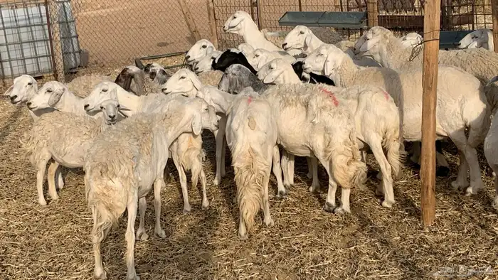 غنم حريات مراح 40