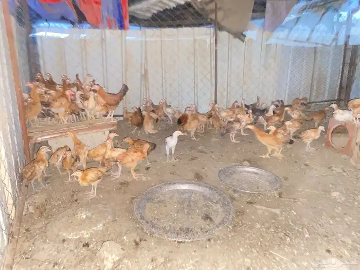دجاج بلدي للبيع 6