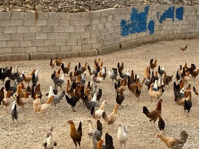 دجاج اناثي للبيع 1