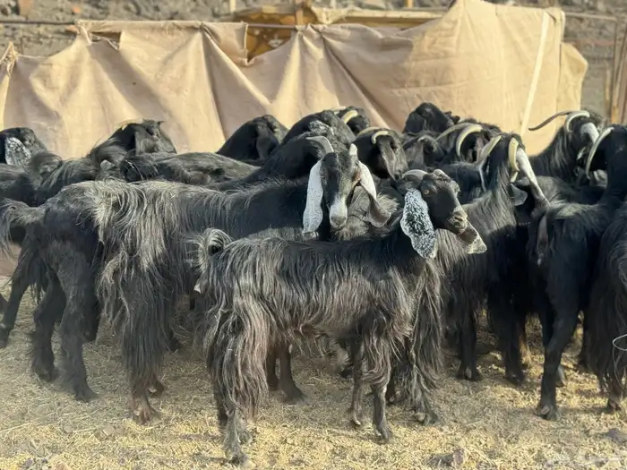 معزا عوارض طيبه 2