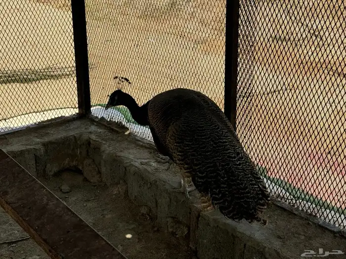 ذكر طاووس هندي 1