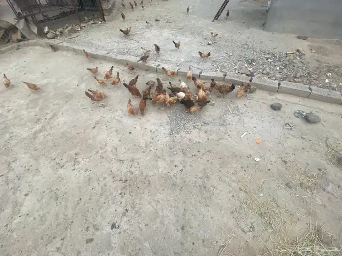 دجاج بلدي للبيع 0