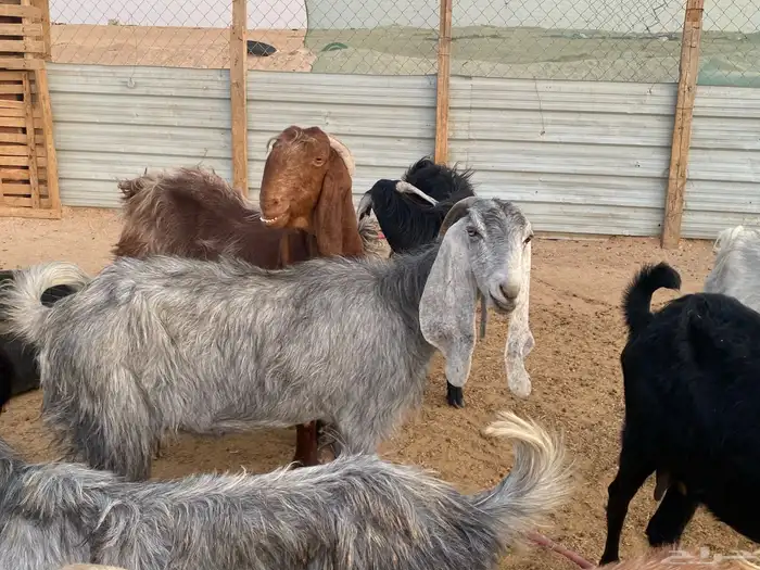معزا مراح 35 رأس هولنديه عارضيه شاميه مطوره مشكله 6