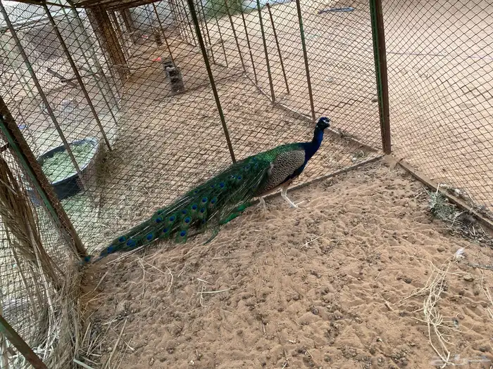 للبيع ذكر طاؤس 0
