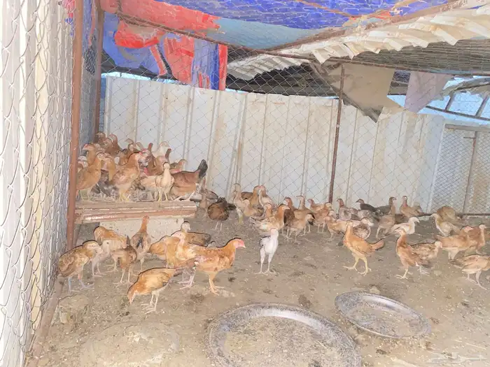 دجاج بلدي للبيع 7