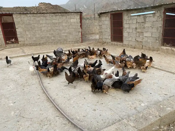 دجاج اناثي للبيع 2