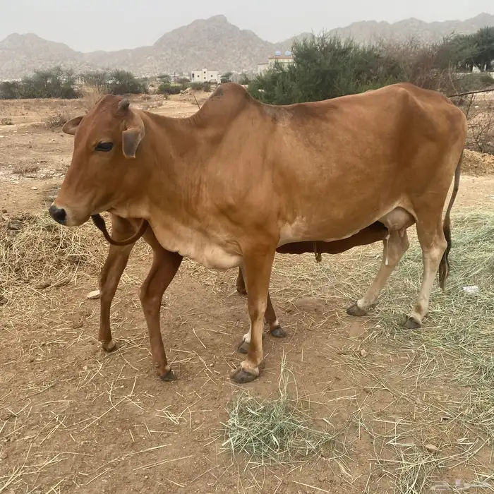 بقر للبيع الموقع ثلوث المنظر 0