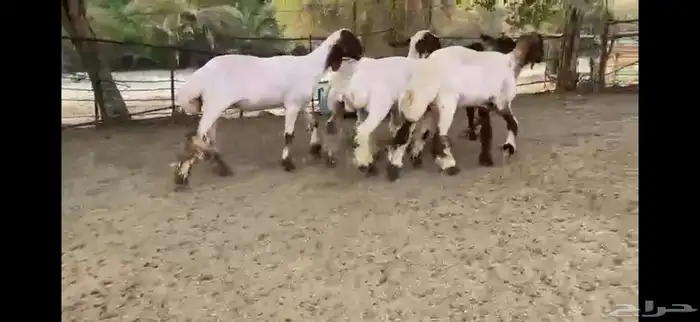 للبيع 5 رخال نعيم صنف 11