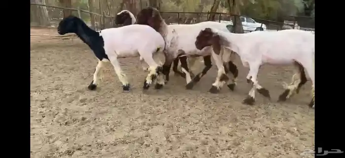 للبيع 5 رخال نعيم صنف 5