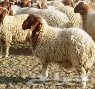 خرفان و رخال نعيمي بلدي شرط فاخر للبيع علف نظيف لحم شرط 1