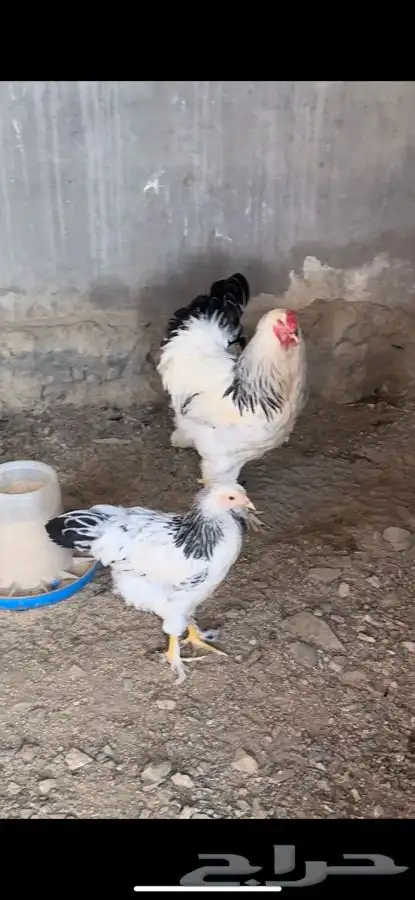 دجاج براهما كولومبي كونك 1