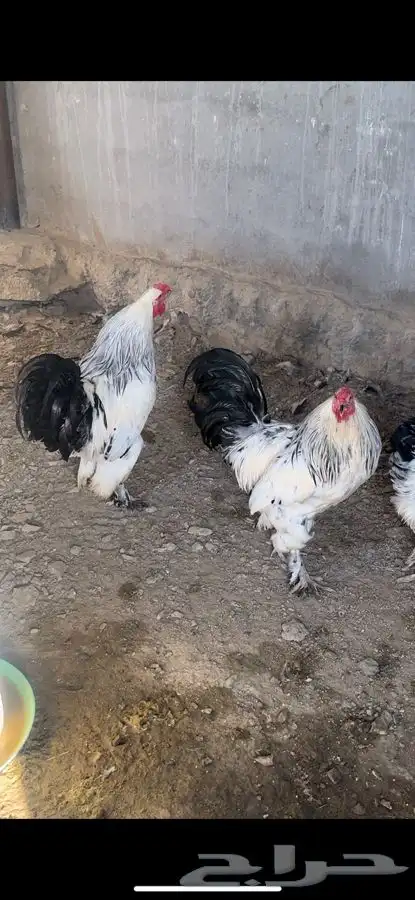 دجاج براهما كولومبي كونك 0