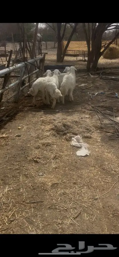 بهم حبص 6