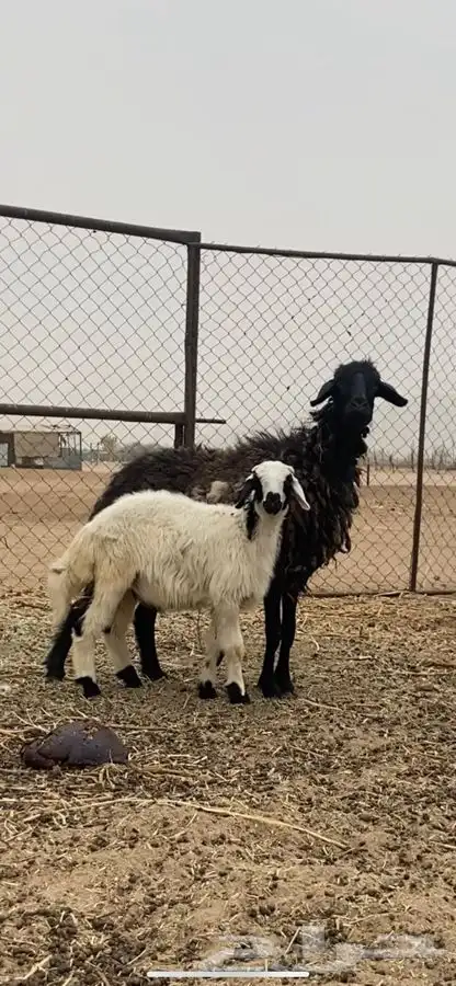 نعجه مهجنه عربي وا نعيمي 0