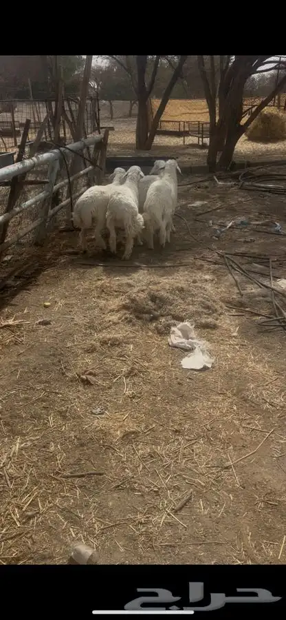 بهم حبص 3
