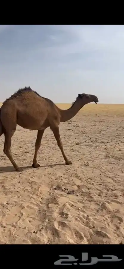 للبيع مفروده صفرا دبيانيه وعلي التحليل الموقع الدبدبة 0