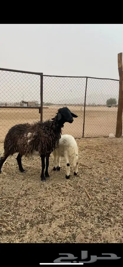 نعجه مهجنه عربي وا نعيمي 1