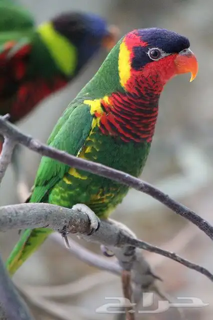 فرخ غر لوري اورنيت - Ornate Lorikeet 1