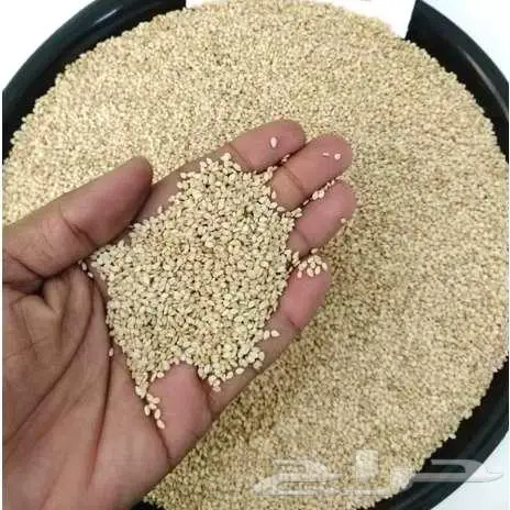 سمسم تشاد 1
