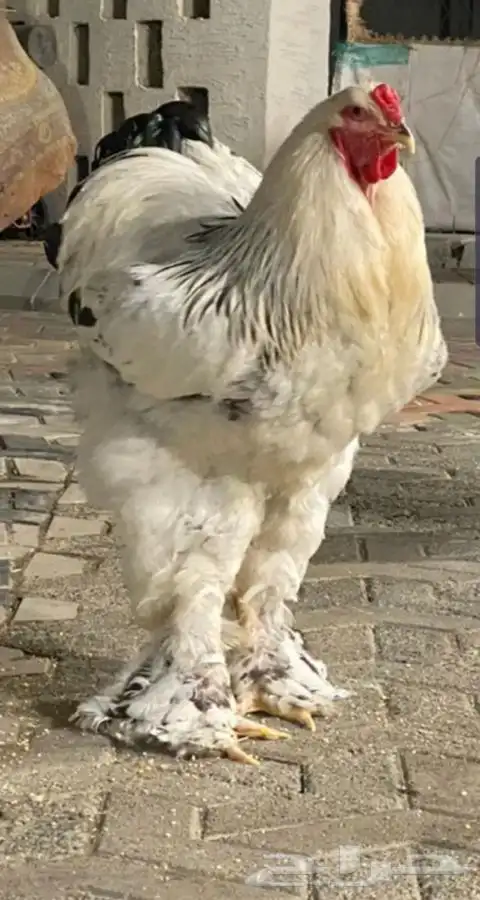 دجاج براهما كولومبي كونك 5