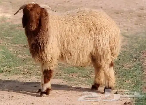 خرفان و رخال نعيمي بلدي شرط فاخر للبيع علف نظيف لحم شرط 0