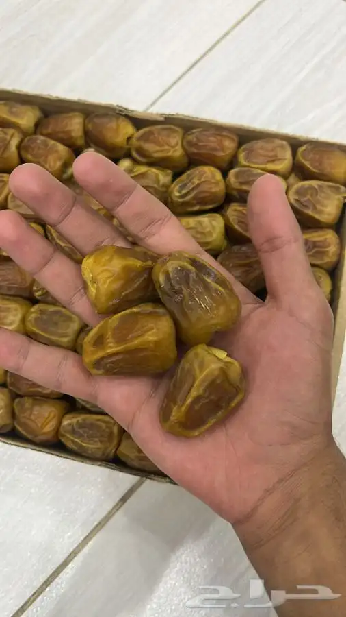 نوادر سكري القصيم 0