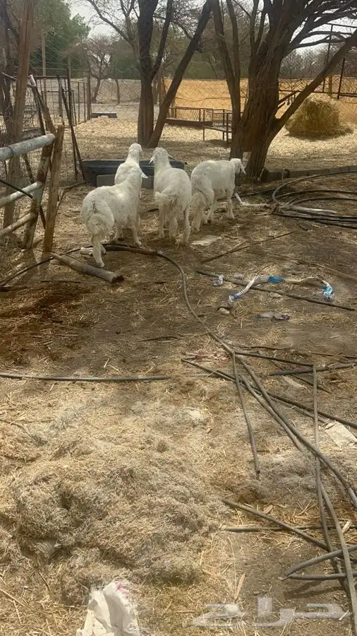 بهم حبص 0