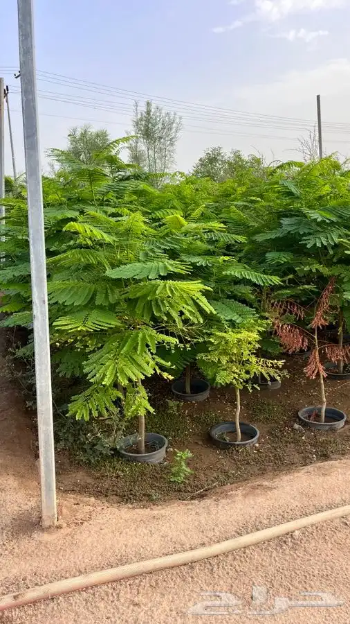 لجميع الأشجار 7