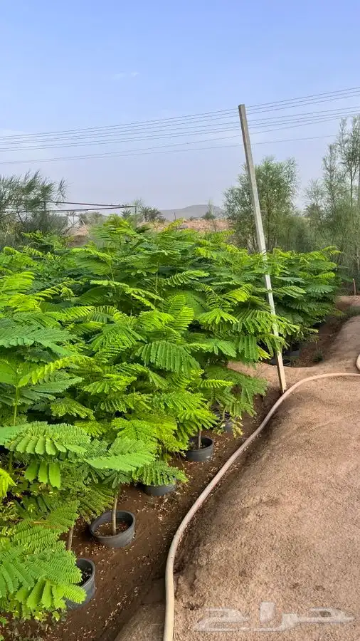 لجميع الأشجار 6