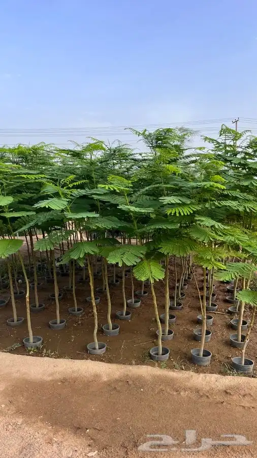 لجميع الأشجار 3