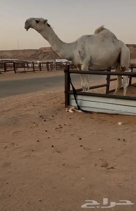 فحل رباع منوة القناي 0