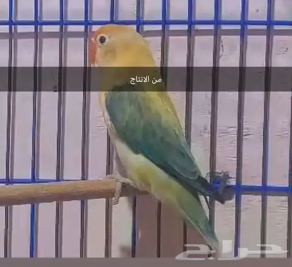 زوج فيشر طفره مستوى توب 5