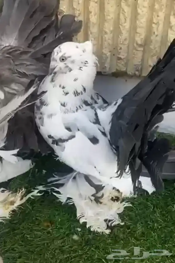 زوج وقاص هندي مع انتاجه 1