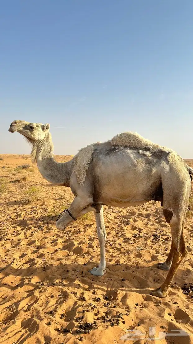ناقه ضروبه 0