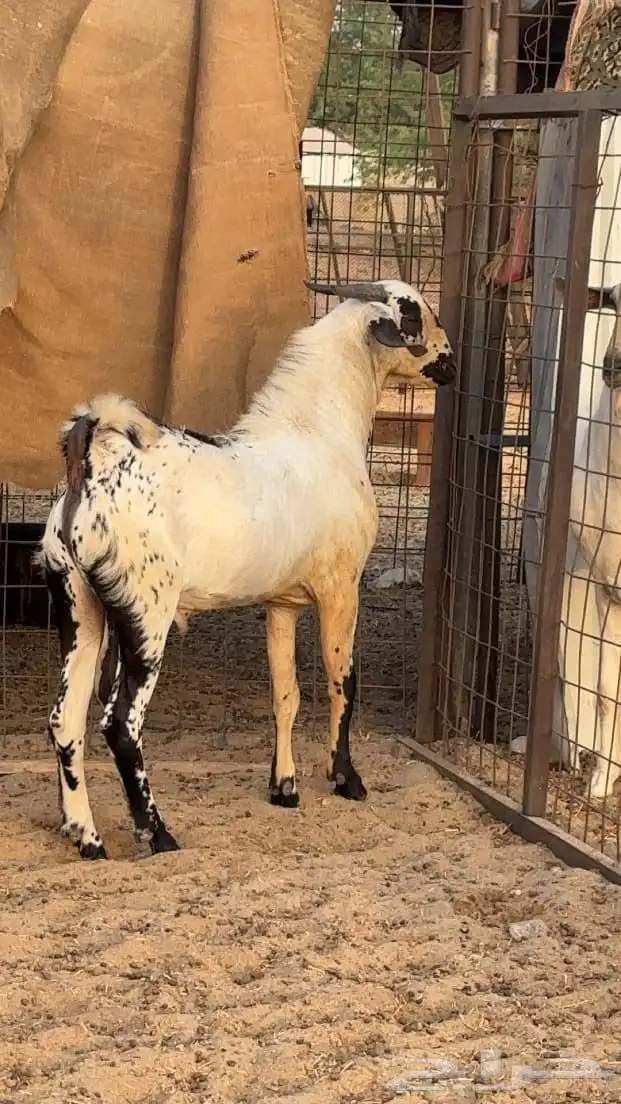 تيس بيشي امرخ صنف 1
