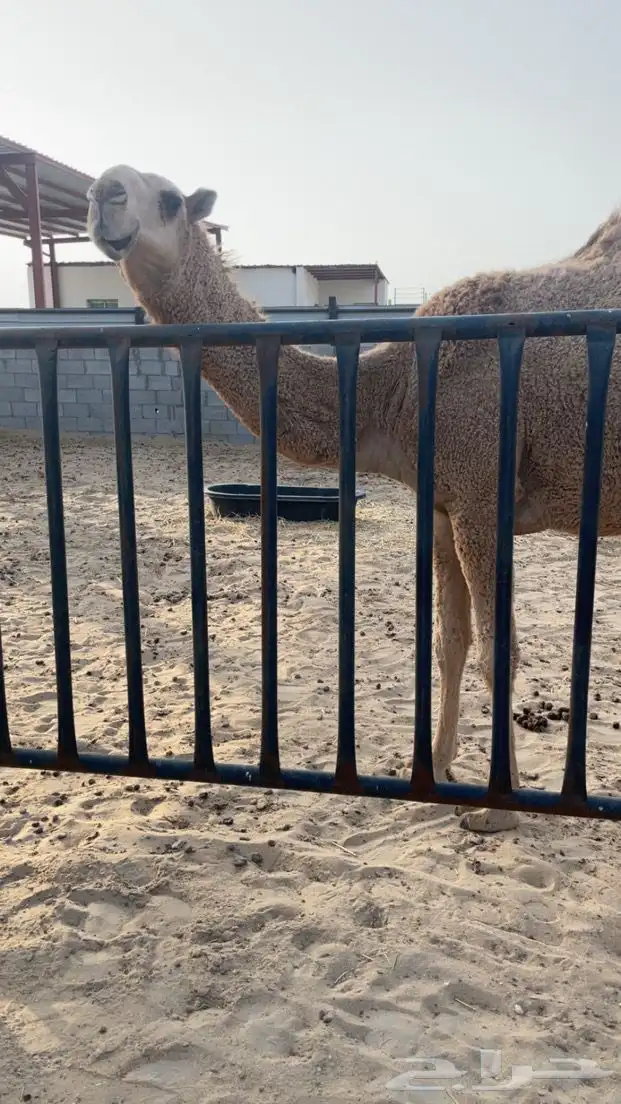 بكره 1