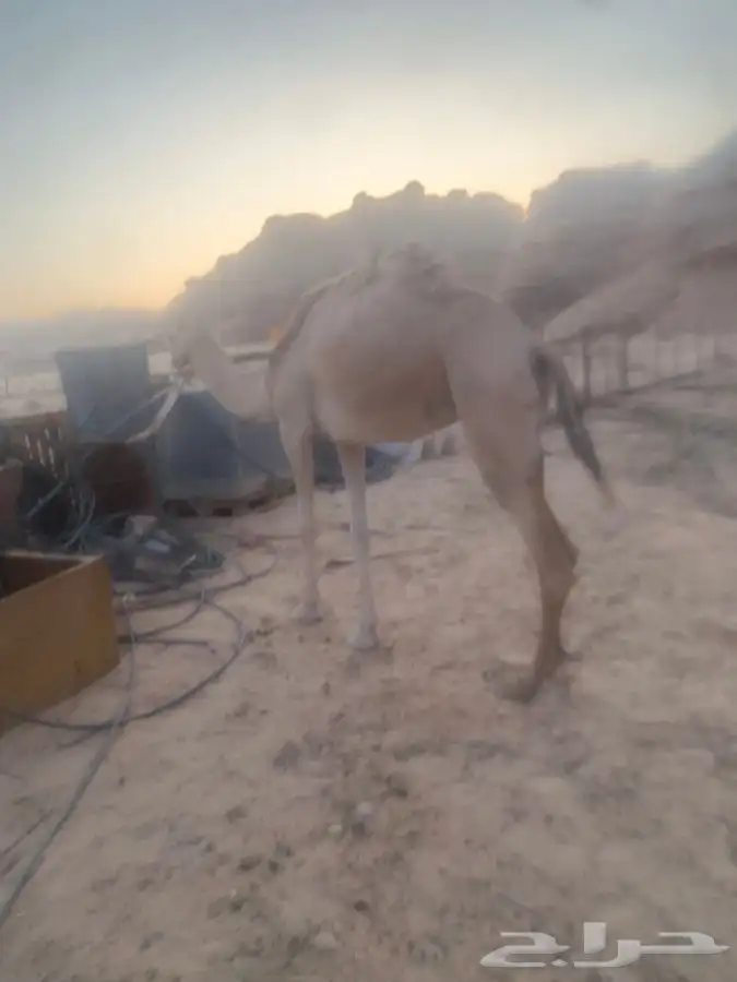 ناقة ام ثالث للبيع 2