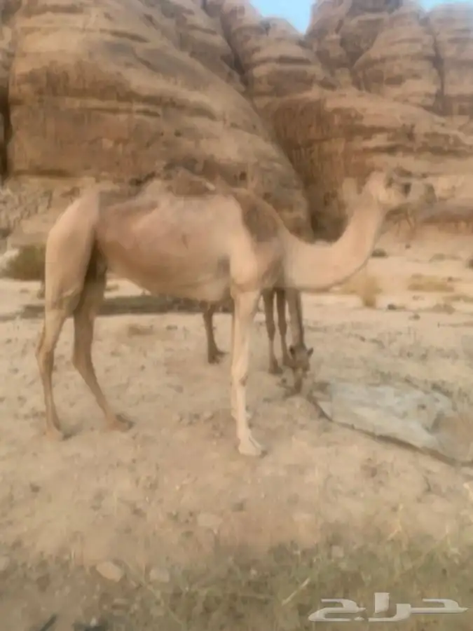 ناقة ام ثالث للبيع 4