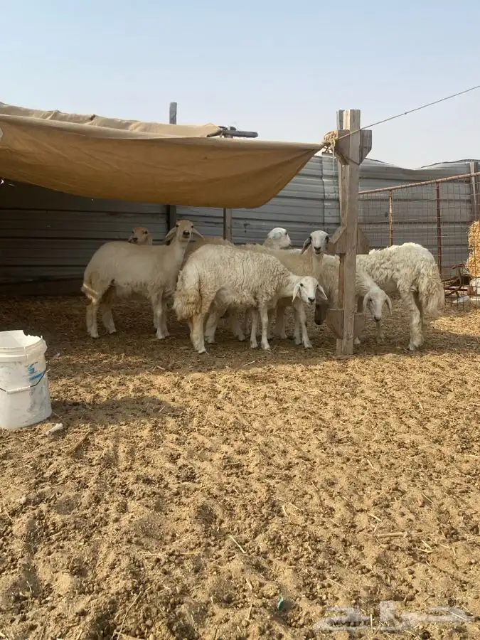 7 رخال جذعات 8