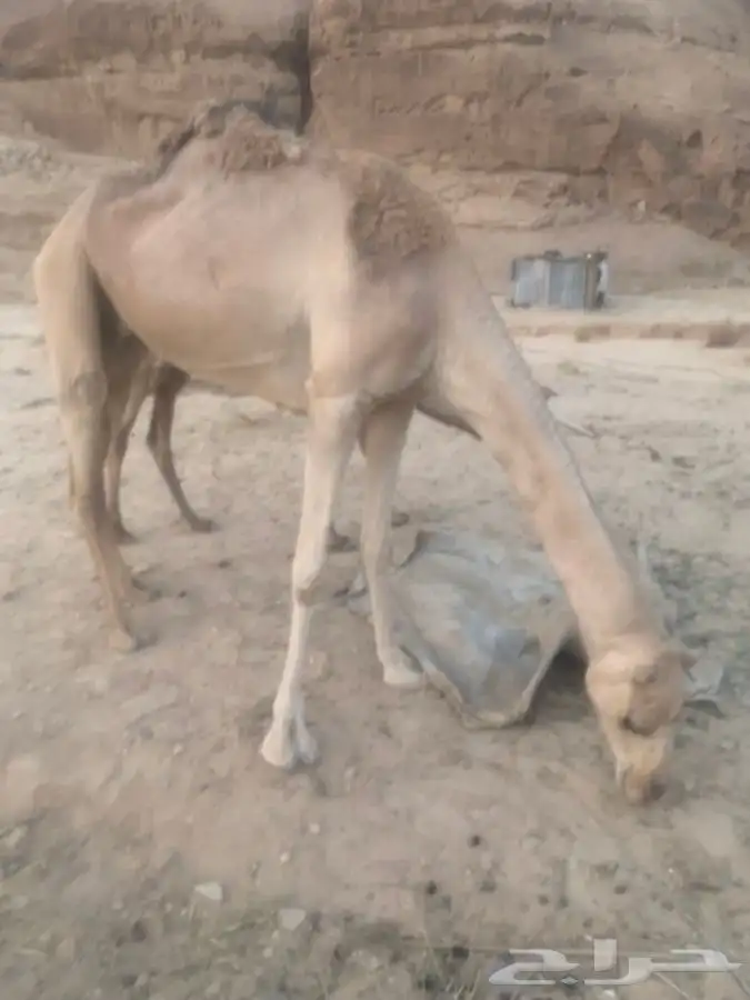 ناقة ام ثالث للبيع 3