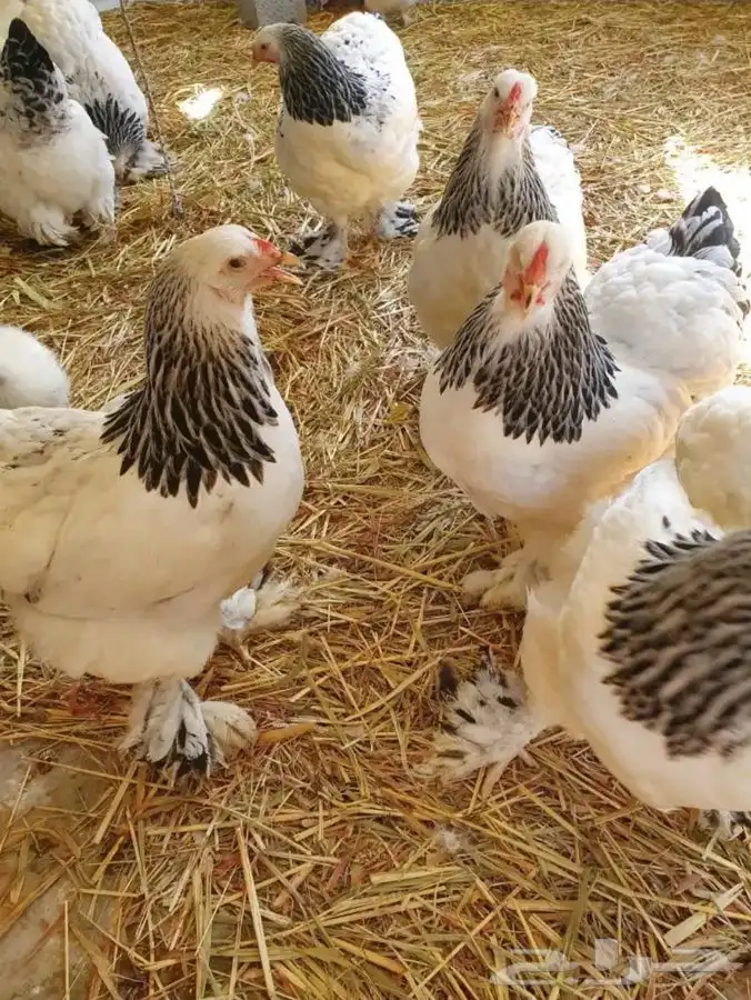 دجاج براهما كولومبي كونك 7