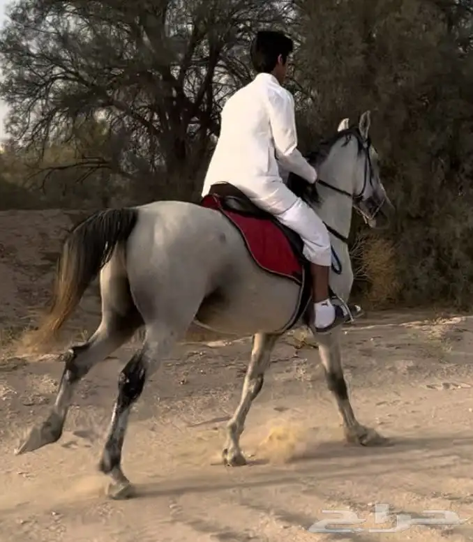 حصان شعبي 1